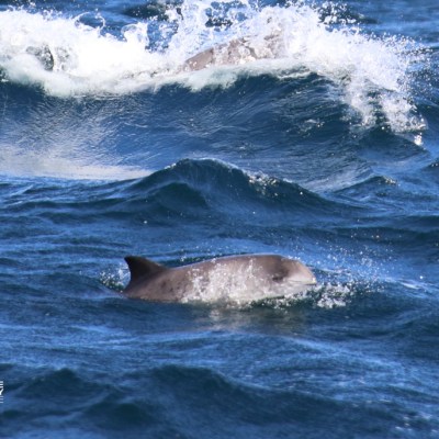 Dolphins swimming in choppy blue ocean waves.