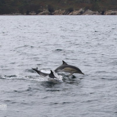 Two dolphins leaping over the water near a rocky coast.