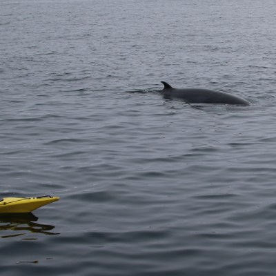 Kayak and dolphin visible on the ocean surface.