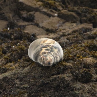 Seal resting on rocky shore covered with seaweed.