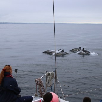 People on a boat observing dolphins swimming in the ocean.