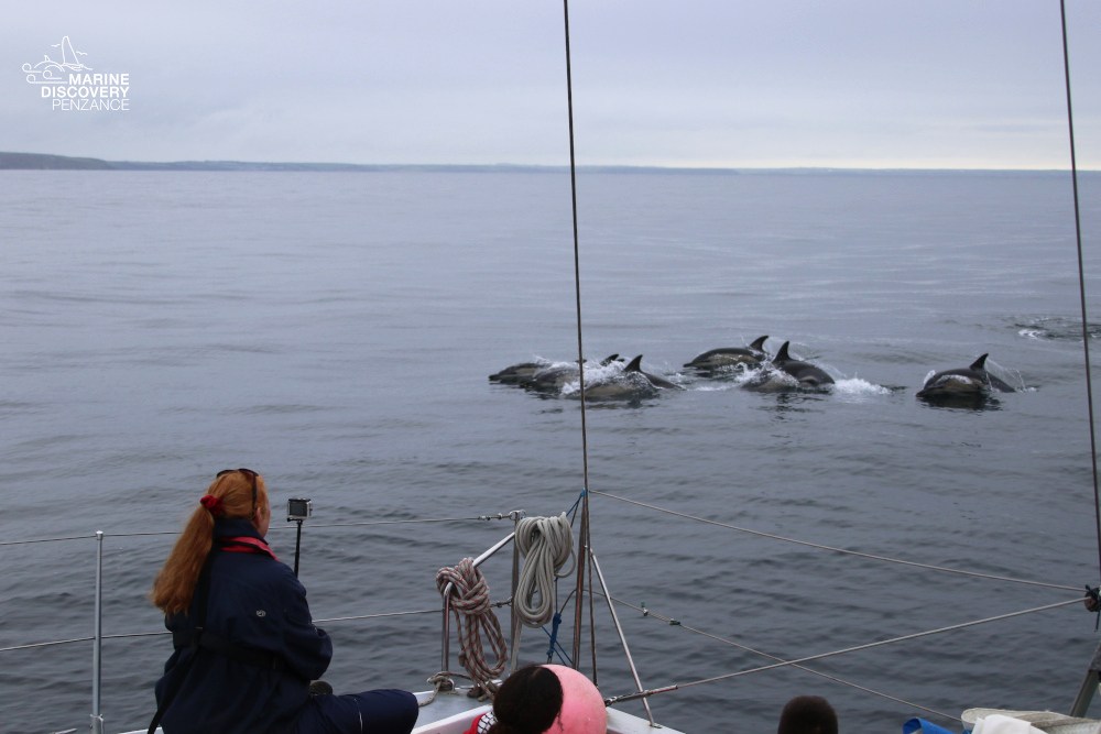 People on a boat watching dolphins swim in the ocean.