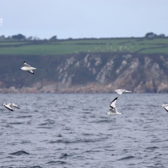 Seagulls flying over the ocean with rocky coastline in the background.