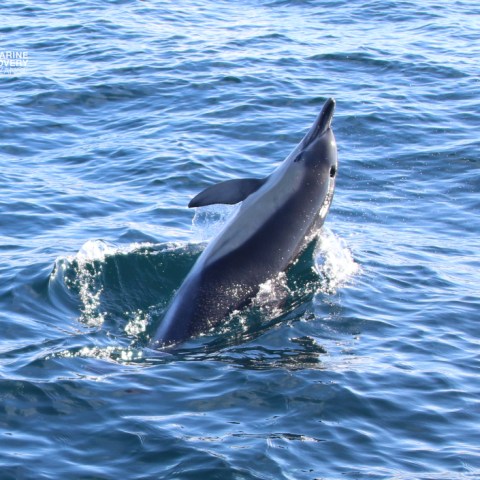 Dolphin leaping out of the ocean water with a splash.