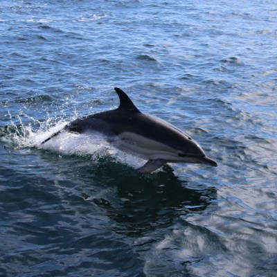 Dolphin jumping out of the water in the ocean.