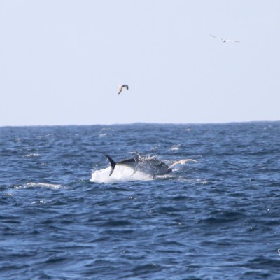 A tuna jumping out of the ocean with birds flying above.