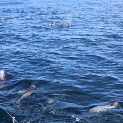 Dolphins swimming near the surface of the ocean by a boat.