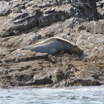 Seal resting on rocky shoreline near water.