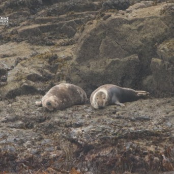 Two seals resting on rocky shoreline with seaweed.