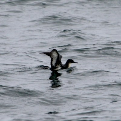 Bird flapping wings on wavy water surface.