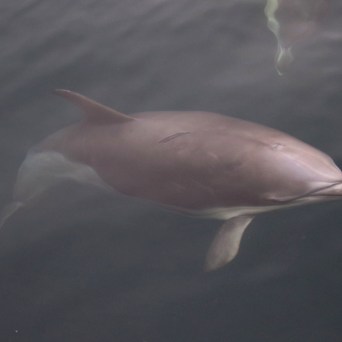 Dolphin swimming underwater, visible through the clear water surface.