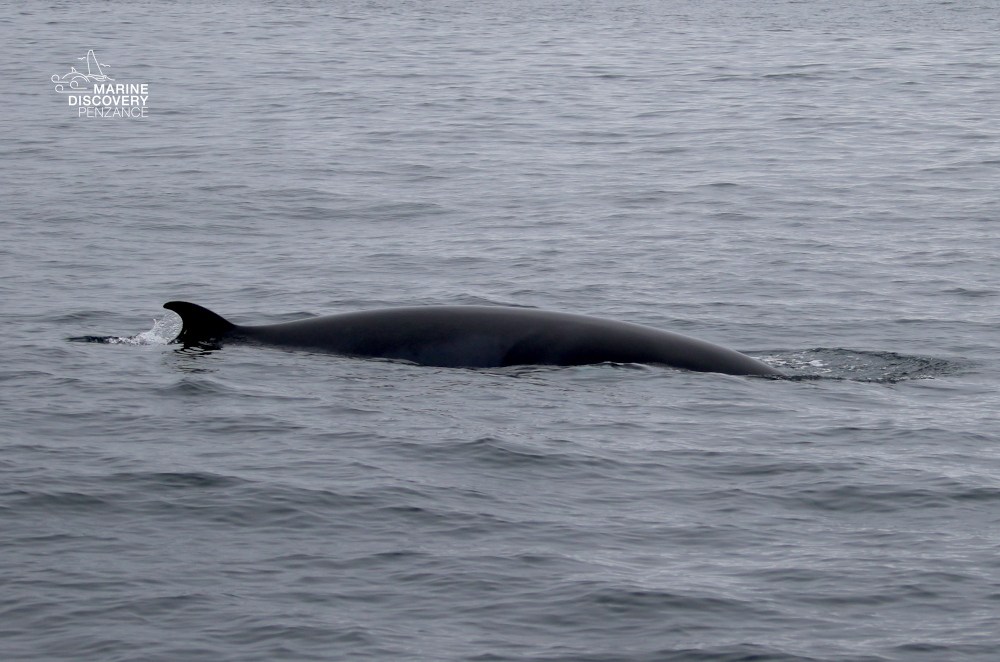 Fin of a large whale surfacing in open water.