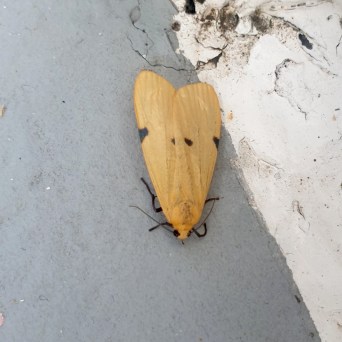 Yellow moth with black spots on a concrete surface.