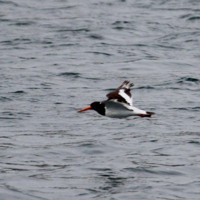 Black and white bird with orange beak flying over water.