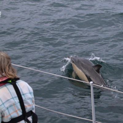 Person on boat observing a dolphin swimming nearby in the ocean.