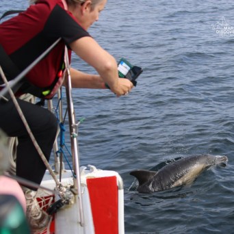 Person on boat photographing a dolphin swimming in the ocean.