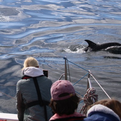 People on a boat observing a dolphin swimming in the water.