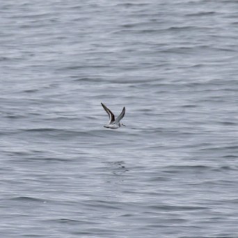 Grey phalarope flying over a wavy ocean surface.