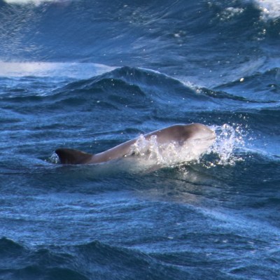 A porpoise swimming in choppy blue ocean water.