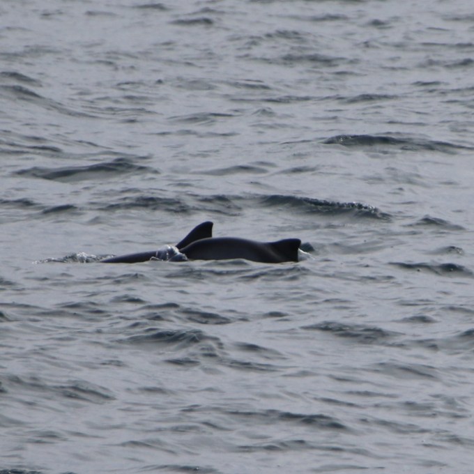 porpoise mother & calf
