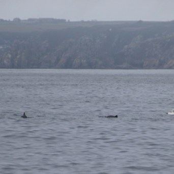 Overcast sea with two dorsal fins and a gull in the water.