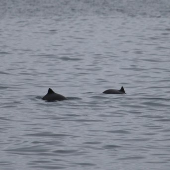 Two dorsal fins of porpoises visible above the water surface.