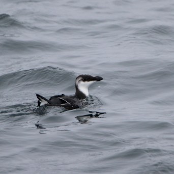 A seabird swimming on calm ocean waters.