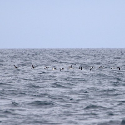 Flock of birds flying low over the ocean on a cloudy day.