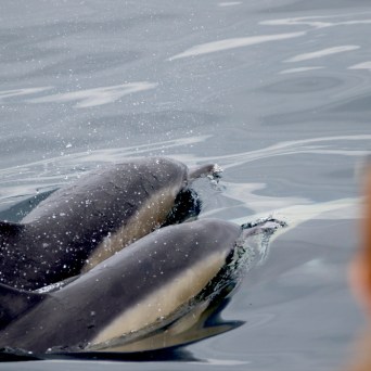 Two dolphins swimming near the surface of the water.