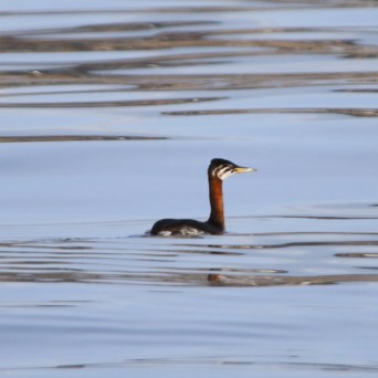 A lone water bird with a long neck floats on a calm blue lake.