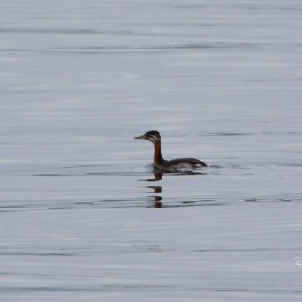 A lone grebe swimming on a calm body of water with rippled reflections.