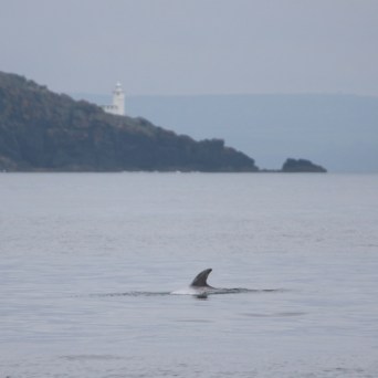 Dolphin fin surfaces in calm sea near distant hilly coastline with lighthouse.
