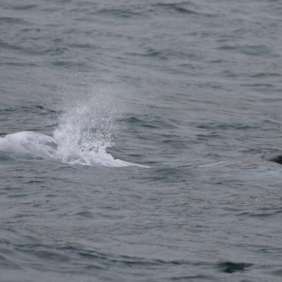 Whale surfacing in the ocean with water spray.