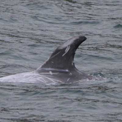 Fin of a dolphin above water surface in the ocean.