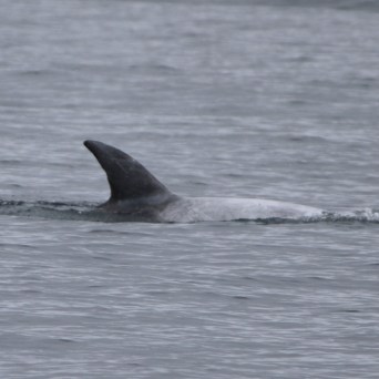 Dolphin fin breaking the surface of the ocean water.