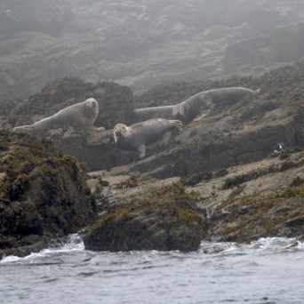 Seals resting on rocky shoreline with seaweed and waves.