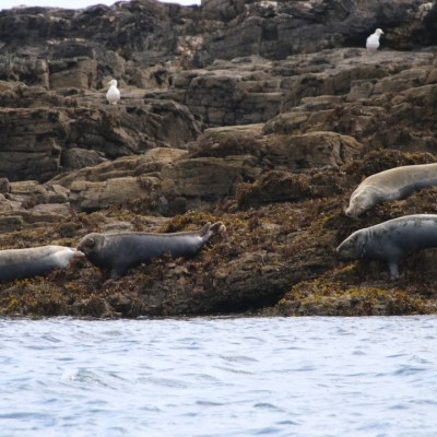 Seals resting on rocky shore with seagulls nearby.