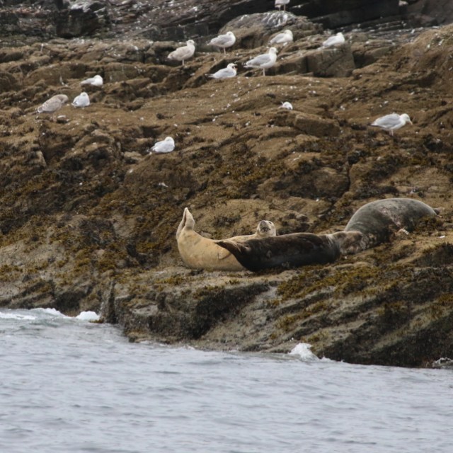 Seals resting on rocky shore with seagulls nearby.