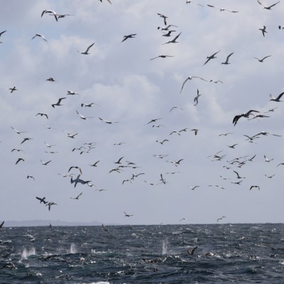 Flock of seabirds flying over ocean waves under cloudy sky.