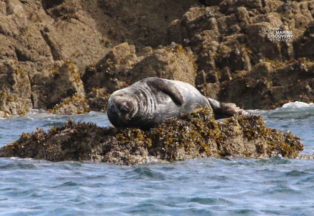 Seal resting on a rocky outcrop surrounded by water.