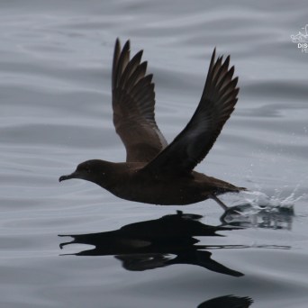 Bird skimming water surface, wings spread.