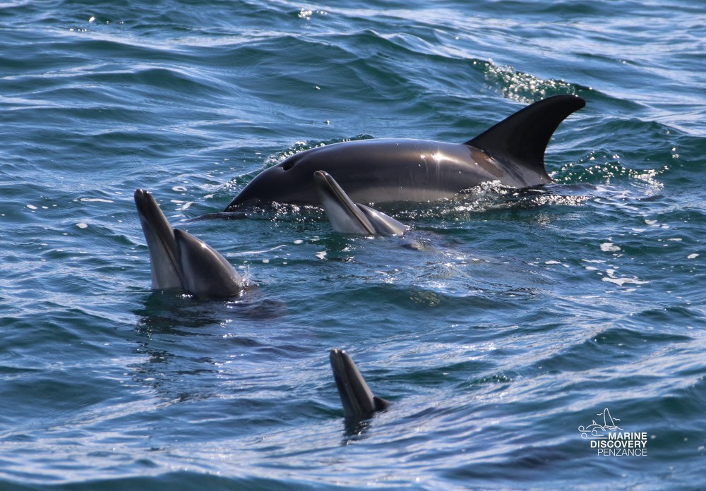 Three dolphins swimming in the ocean.