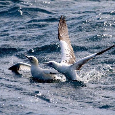 Two gannets with outstretched wings floating on ocean waves.