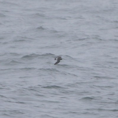 Bird flying over a gray, wavy ocean.