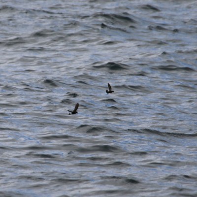 Two birds flying over a wavy ocean surface.