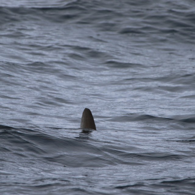 sunfish fin