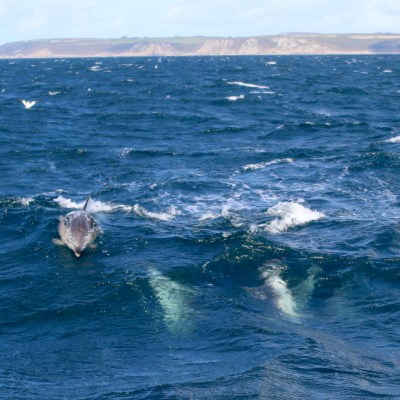 Dolphins swimming in blue ocean with distant cliffs under a cloudy sky.