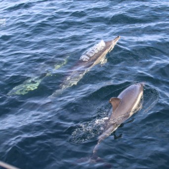Two dolphins swimming side by side in the ocean.