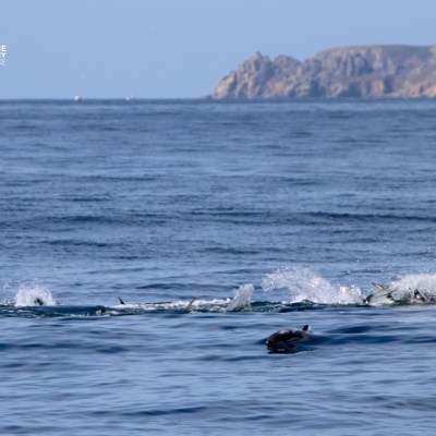 Seabirds diving and splashing on ocean surface with rocky coastline in background.