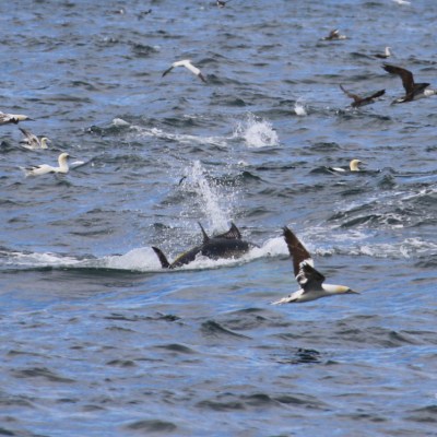 Dolphins swimming in ocean surrounded by seabirds mid-flight.
